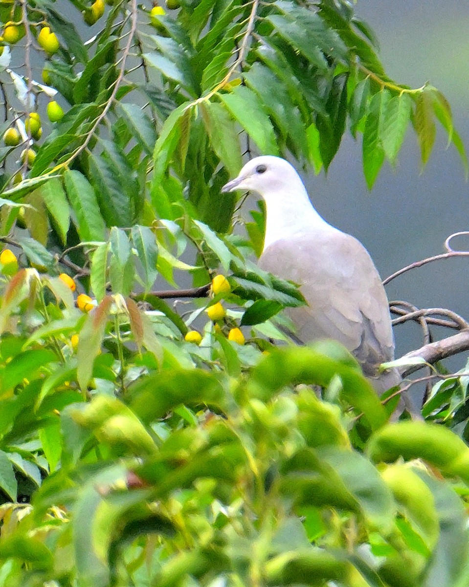 Malabar Imperial-Pigeon - ML624067175