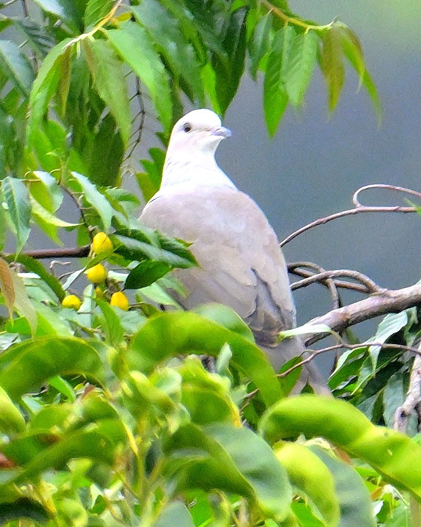 Malabar Imperial-Pigeon - ML624067176