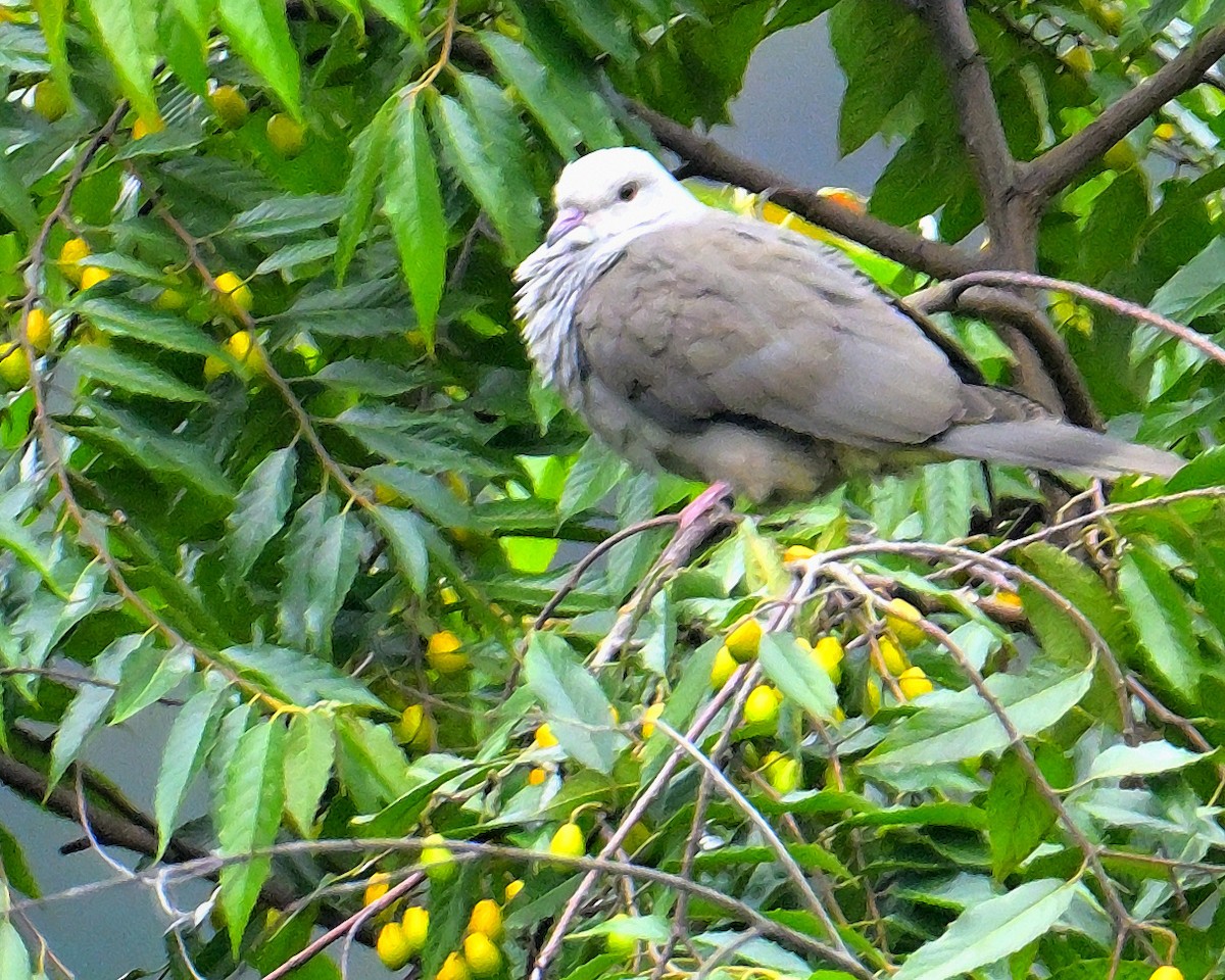 Malabar Imperial-Pigeon - ML624067177