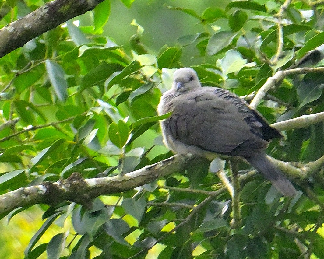 Malabar Imperial-Pigeon - ML624067178