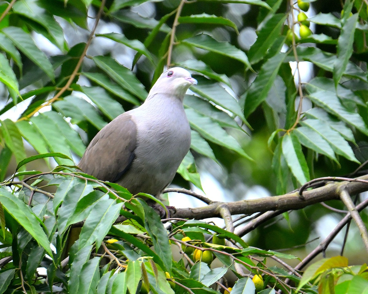 Malabar Imperial-Pigeon - ML624067179