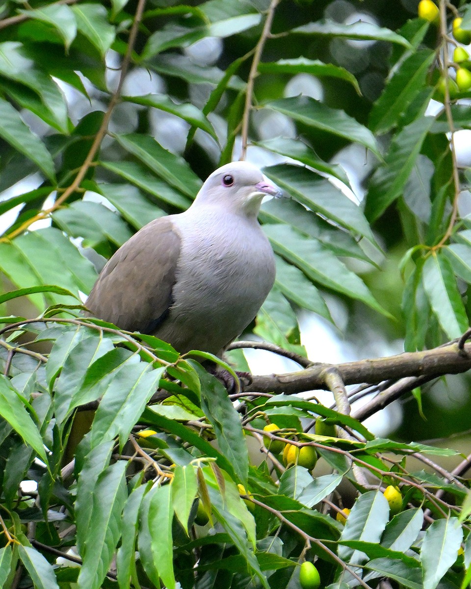 Malabar Imperial-Pigeon - Rajesh Gopalan