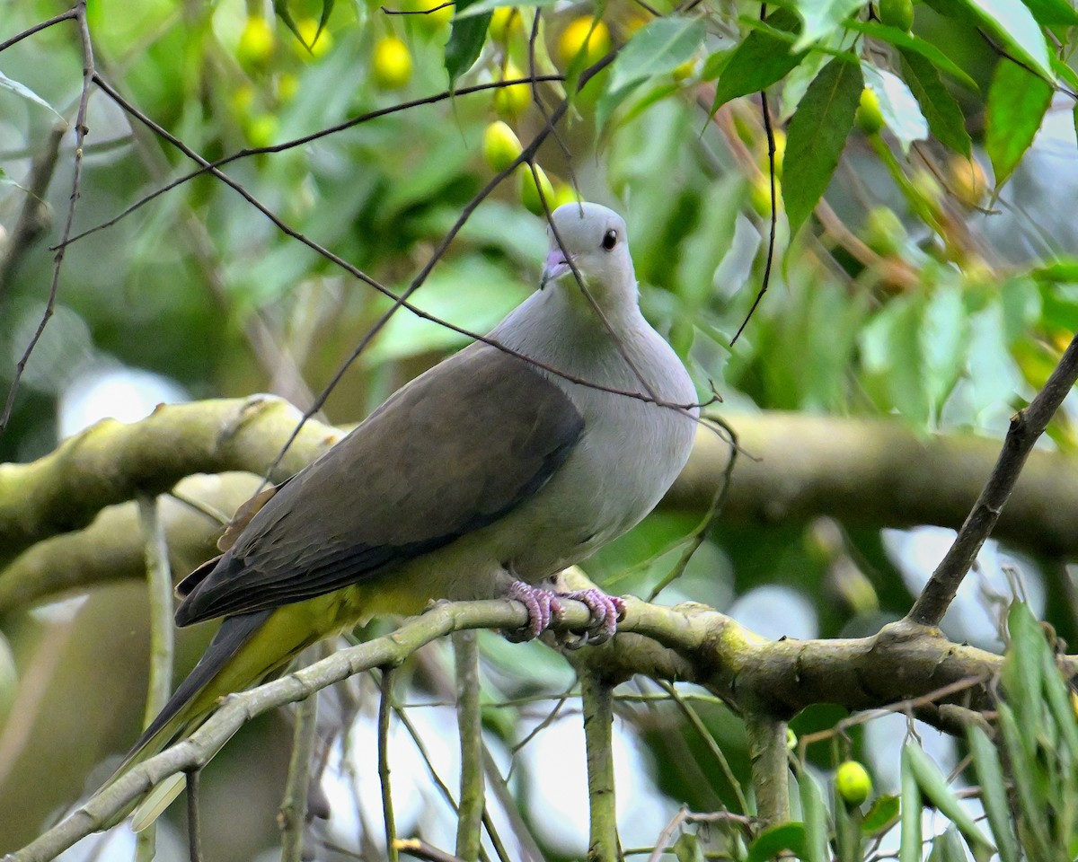 Malabar Imperial-Pigeon - ML624067181