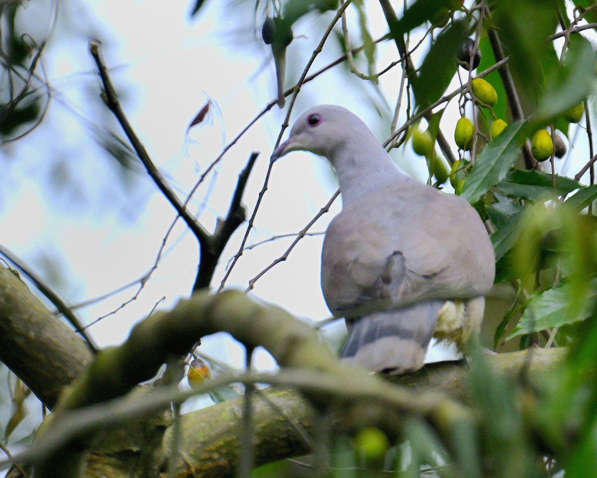 Malabar Imperial-Pigeon - ML624067182