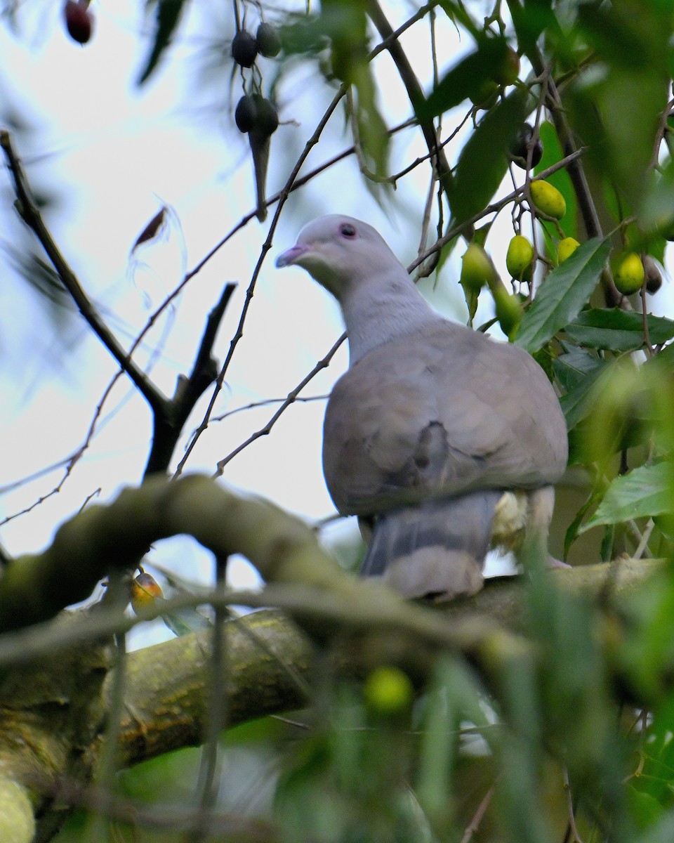 Malabar Imperial-Pigeon - Rajesh Gopalan