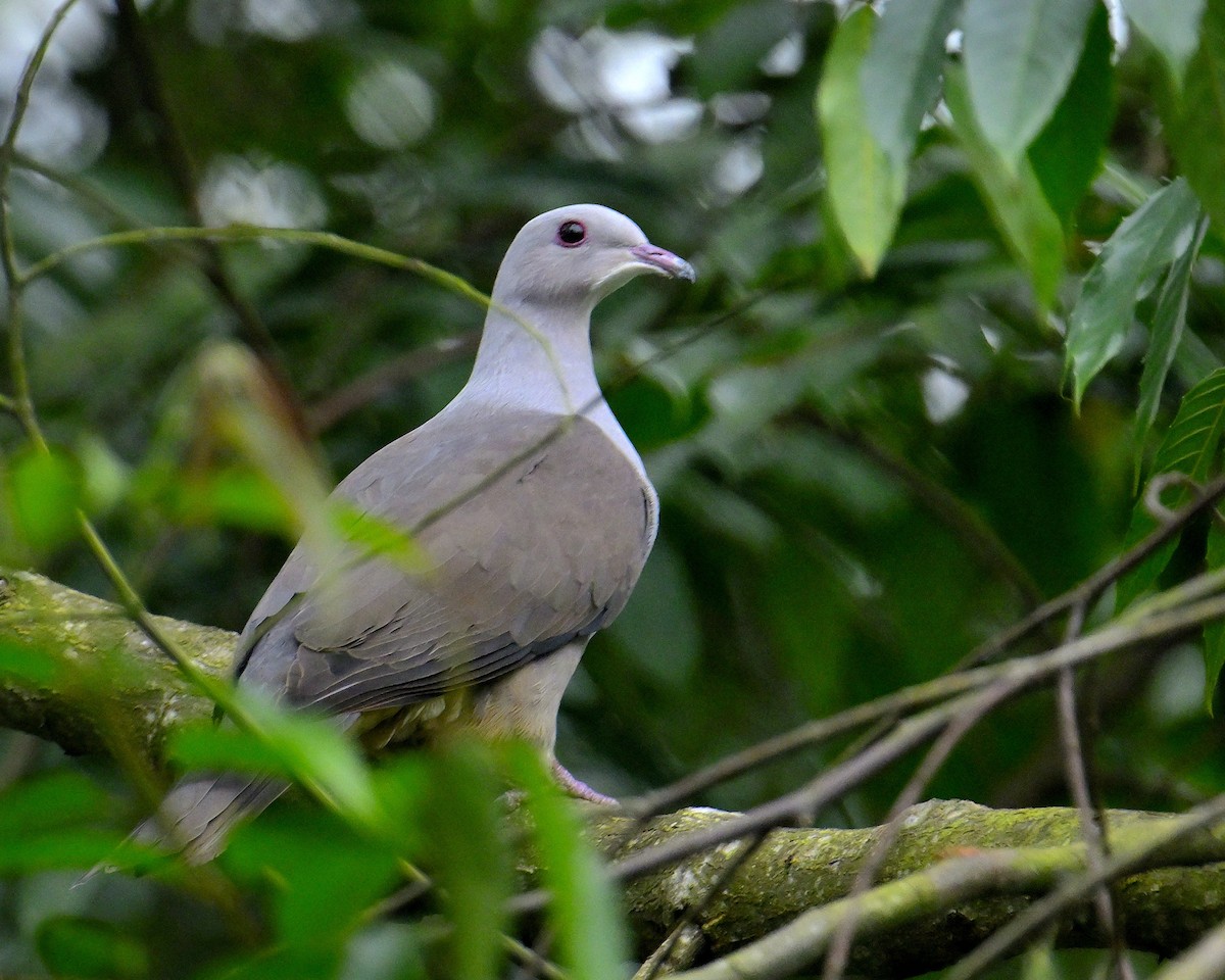 Malabar Imperial-Pigeon - ML624067184