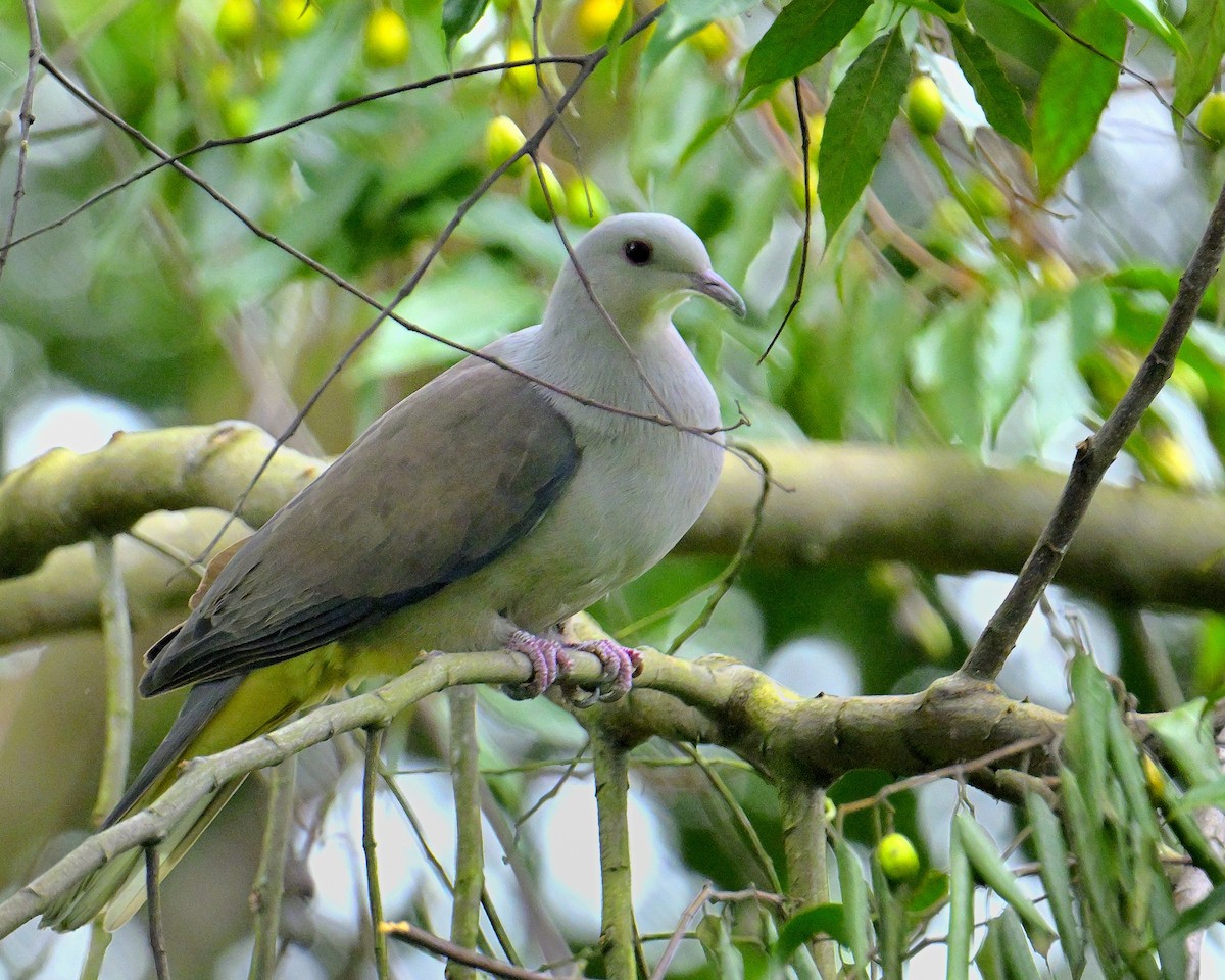 Malabar Imperial-Pigeon - ML624067185