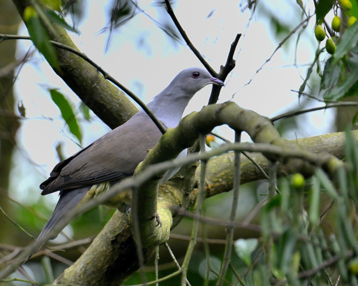 Malabar Imperial-Pigeon - ML624067186