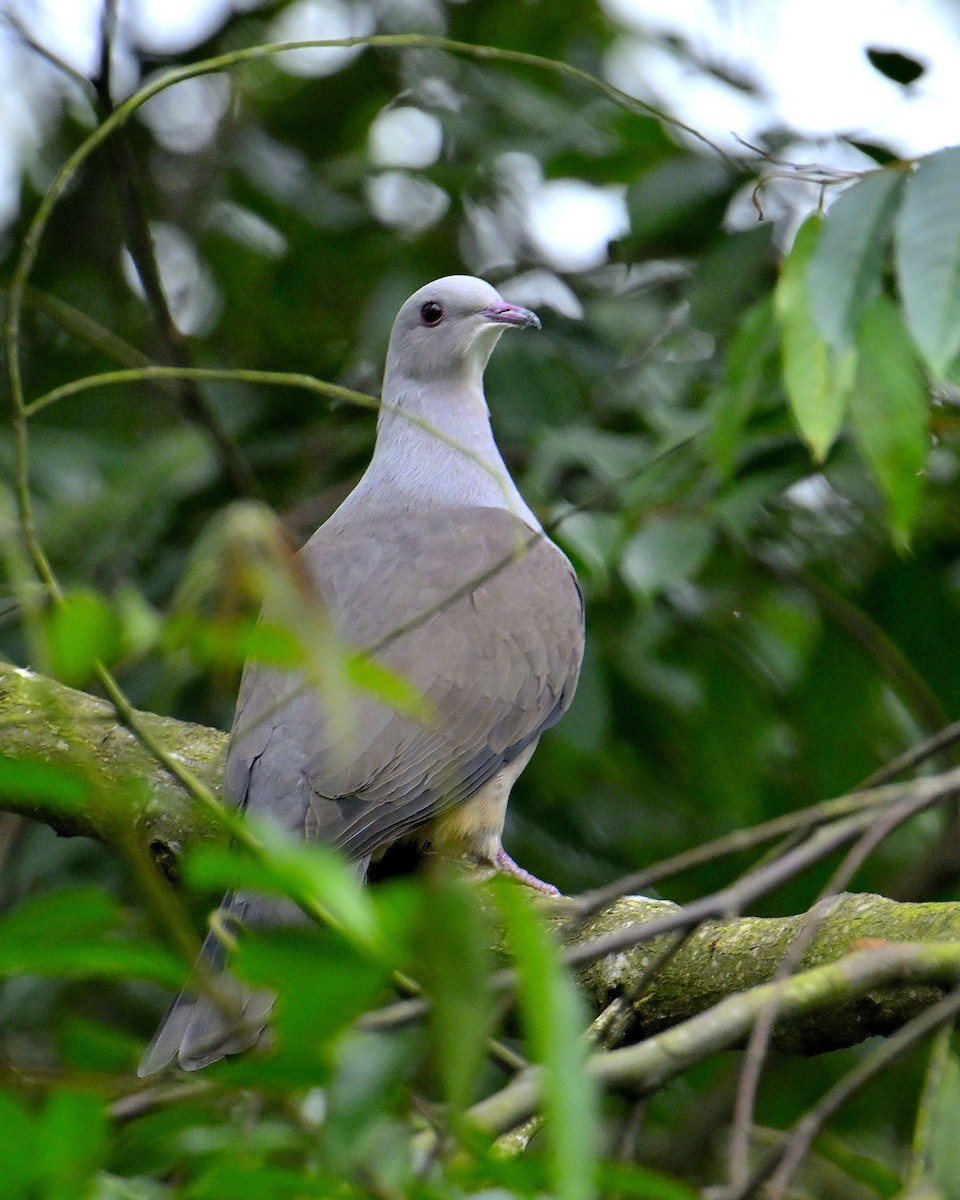 Malabar Imperial-Pigeon - ML624067187