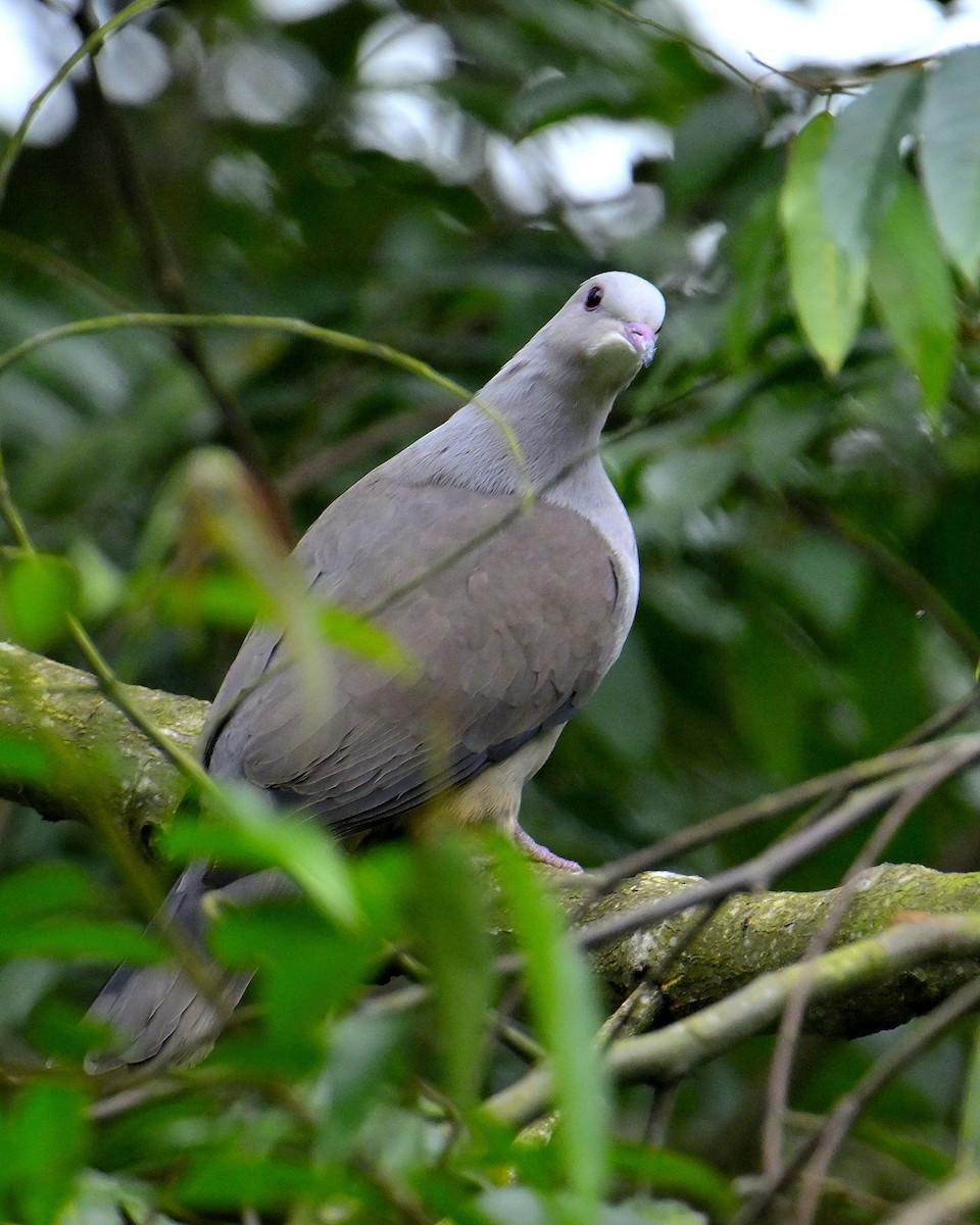 Malabar Imperial-Pigeon - ML624067188