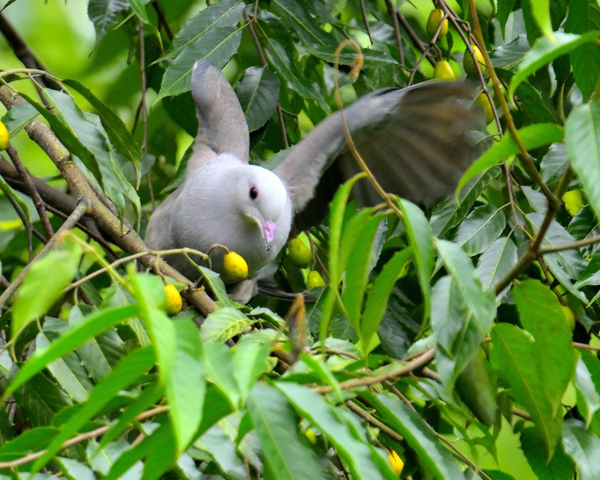 Malabar Imperial-Pigeon - ML624067189