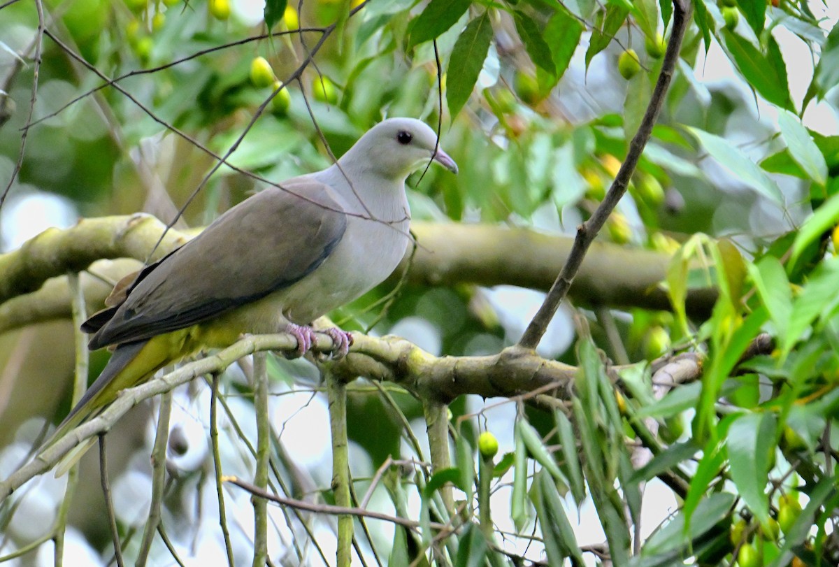 Malabar Imperial-Pigeon - ML624067190