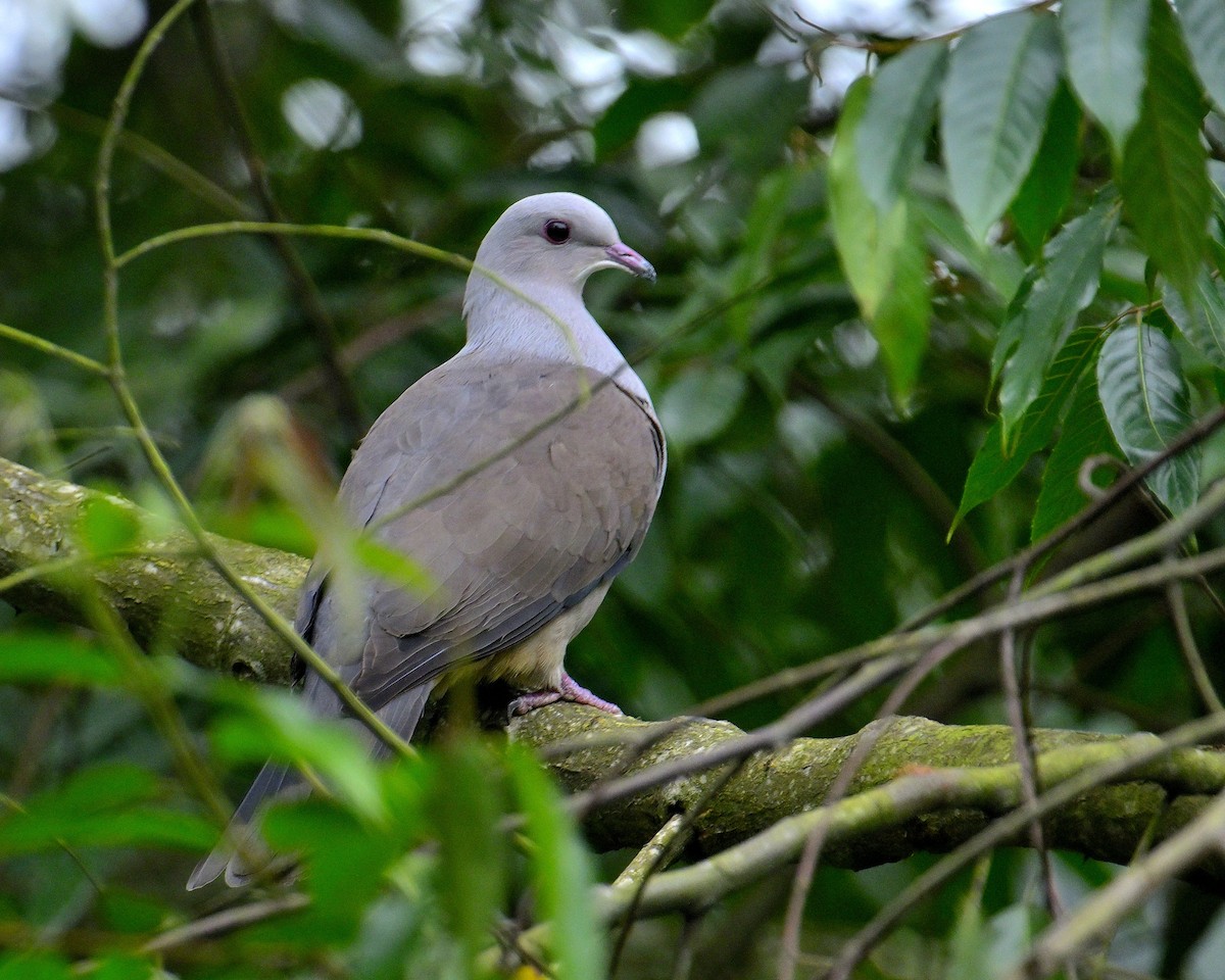 Malabar Imperial-Pigeon - ML624067191