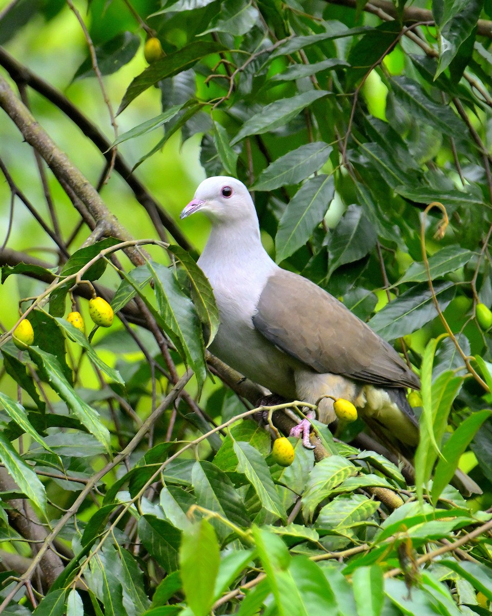 Malabar Imperial-Pigeon - ML624067193