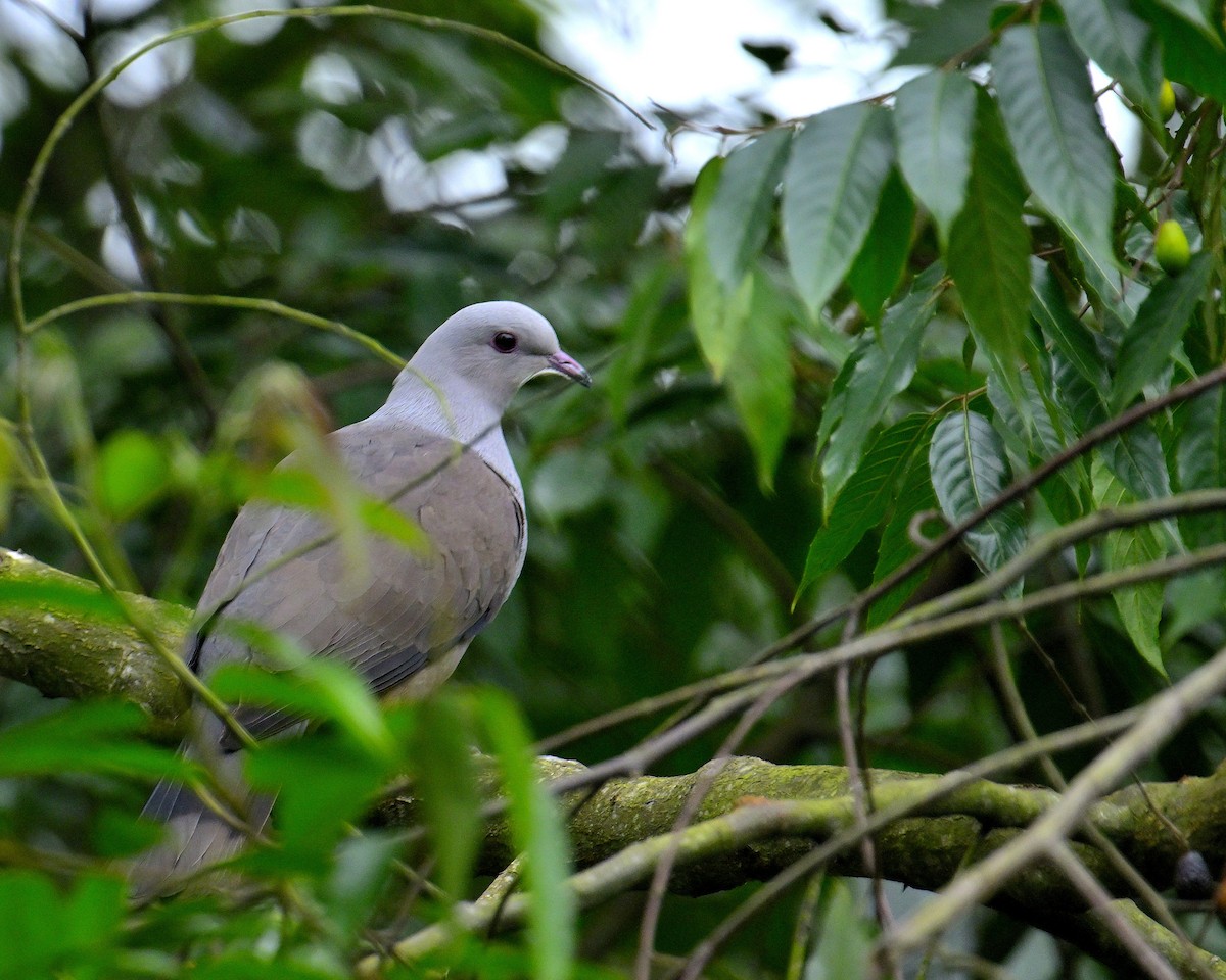 Malabar Imperial-Pigeon - ML624067194