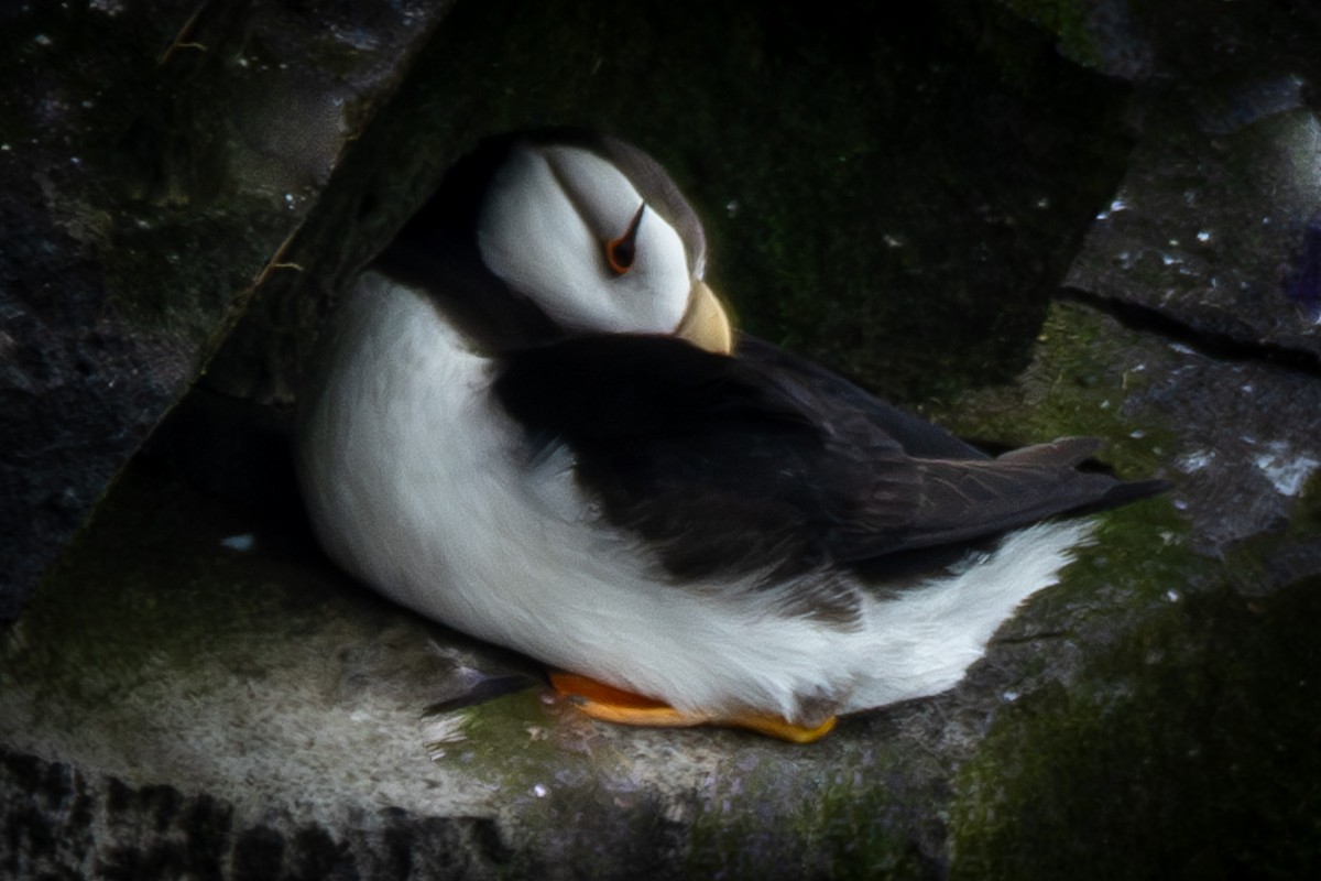 Horned Puffin - ML624067199