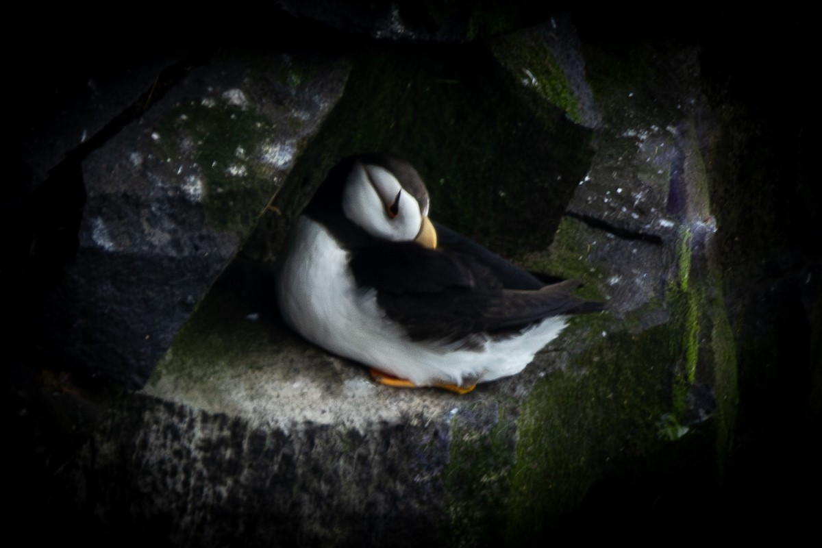 Horned Puffin - ML624067200