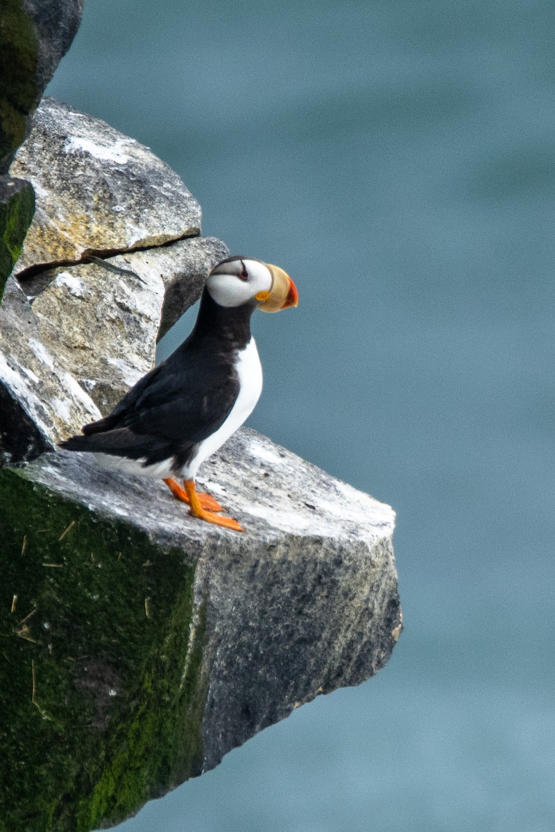 Horned Puffin - ML624067201