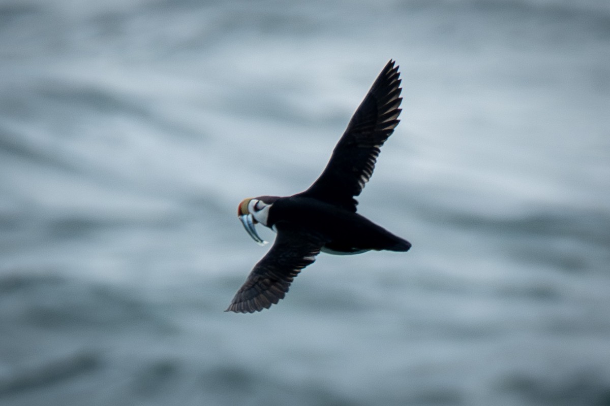 Horned Puffin - ML624067202