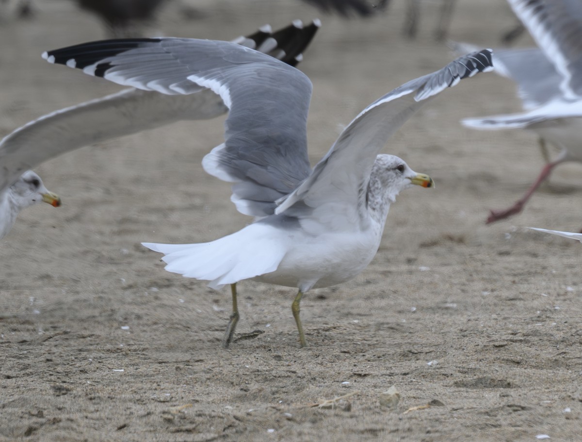 California Gull - ML624067205