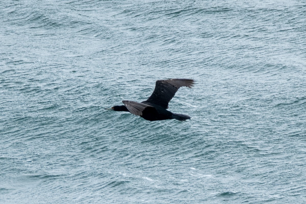 Red-faced Cormorant - ML624067221