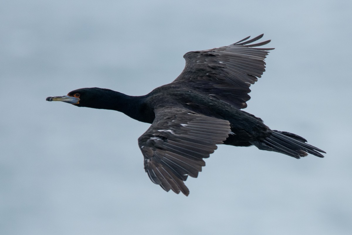 Red-faced Cormorant - ML624067222