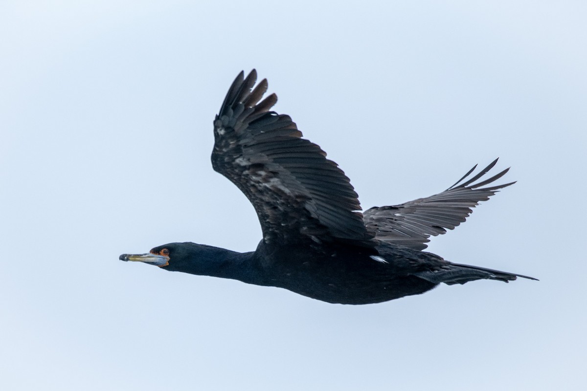 Red-faced Cormorant - ML624067223