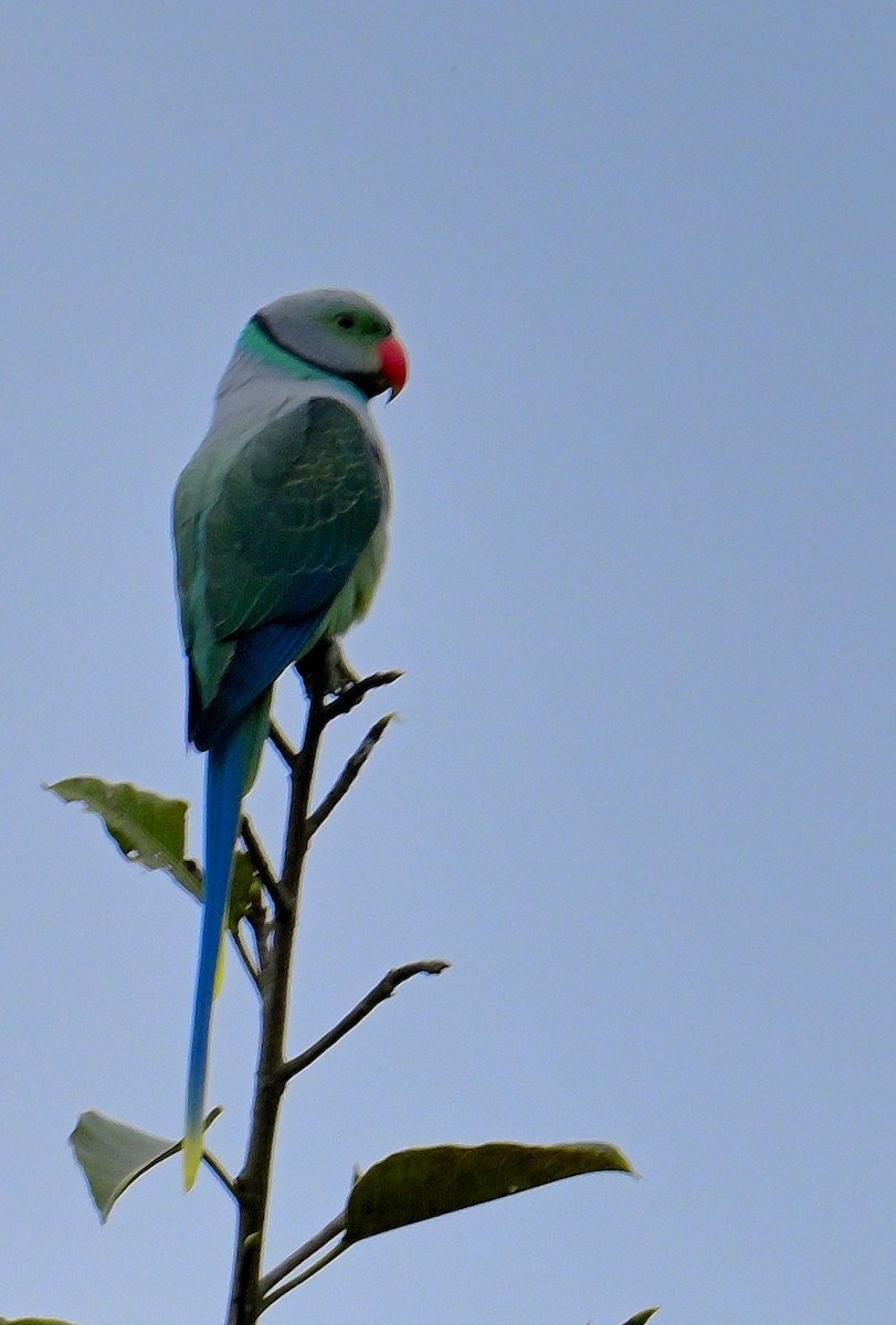 Malabar Parakeet - ML624067234