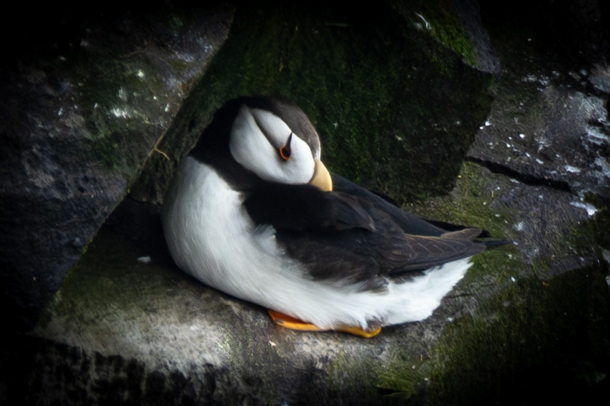 Horned Puffin - ML624067251