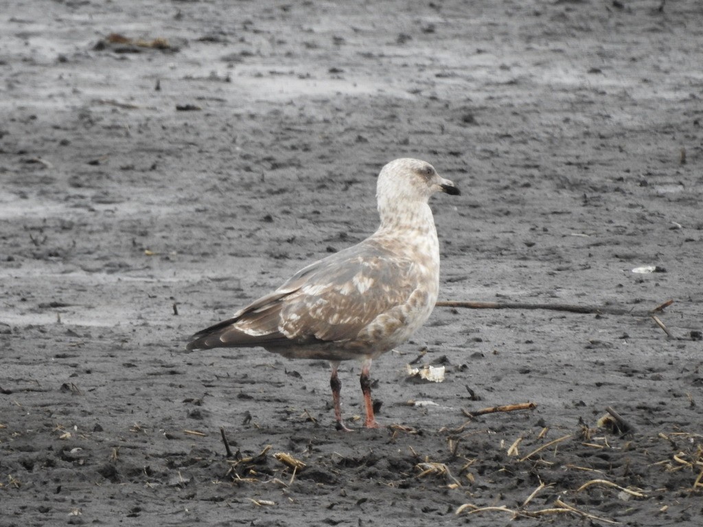 Мартин охотський - ML624067263