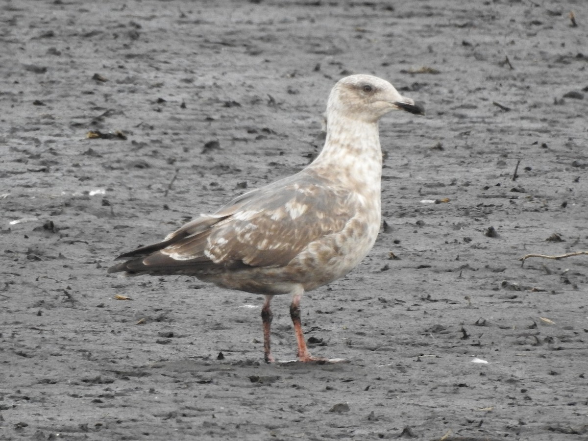 skifermåke - ML624067264