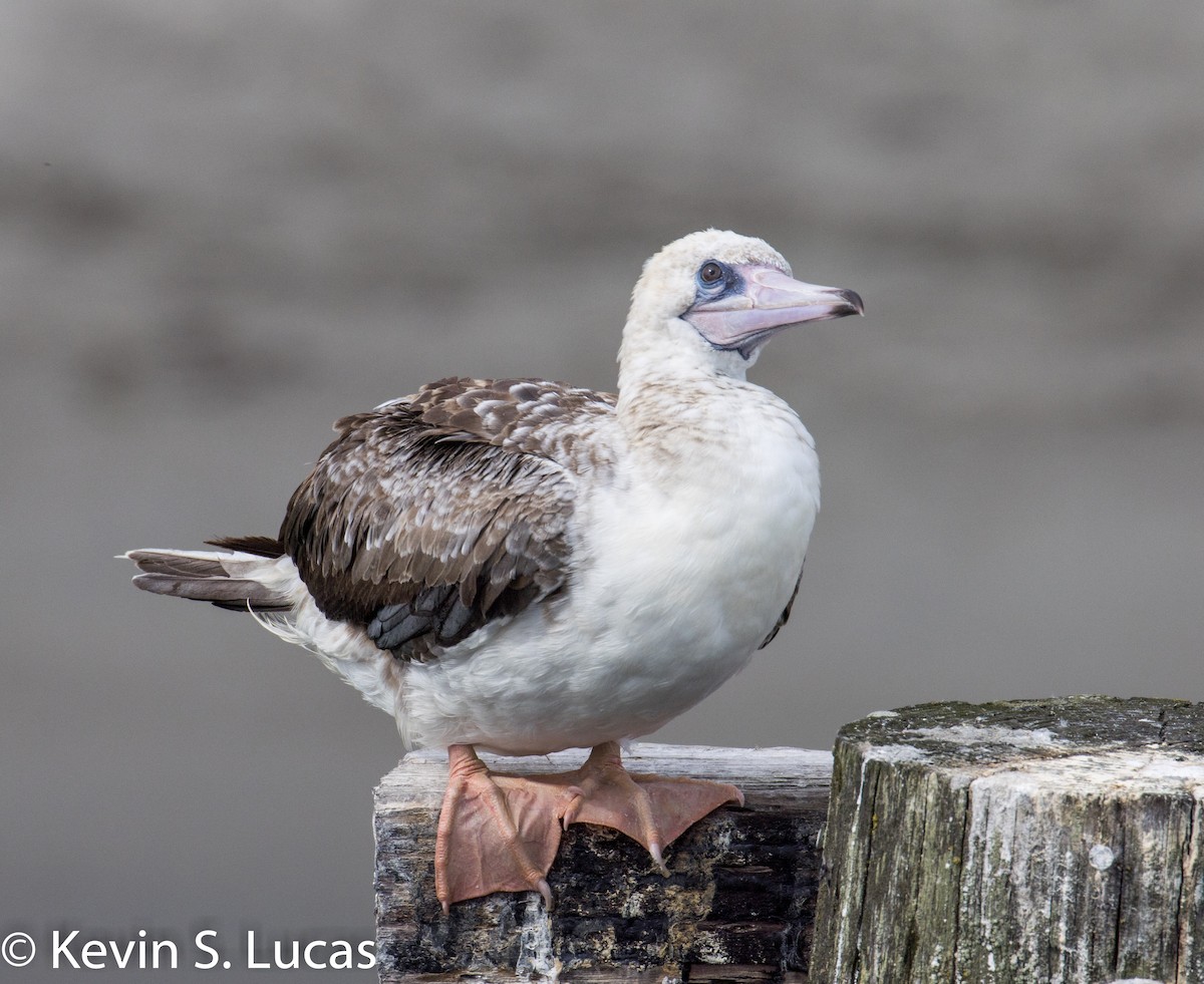 Red-footed Booby - ML624067279