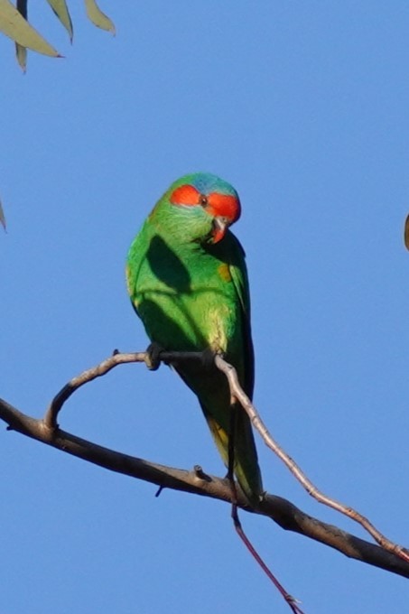 Musk Lorikeet - ML624067338