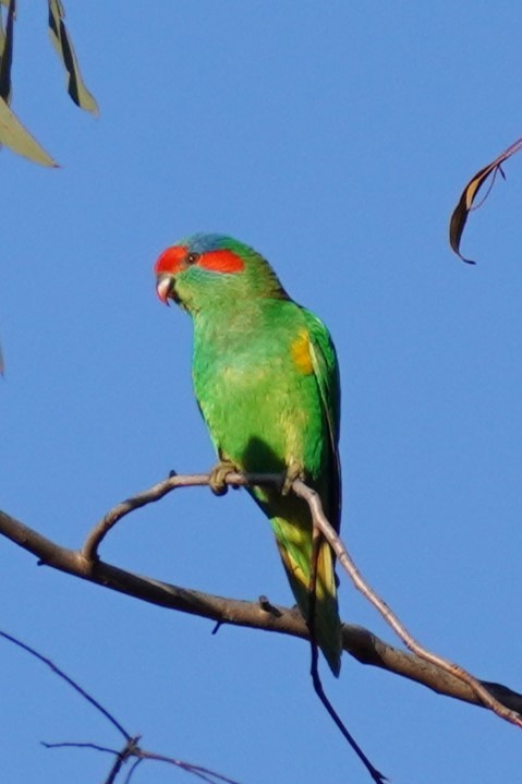 Musk Lorikeet - ML624067339