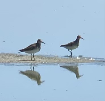 Орог элсэг - ML624067352