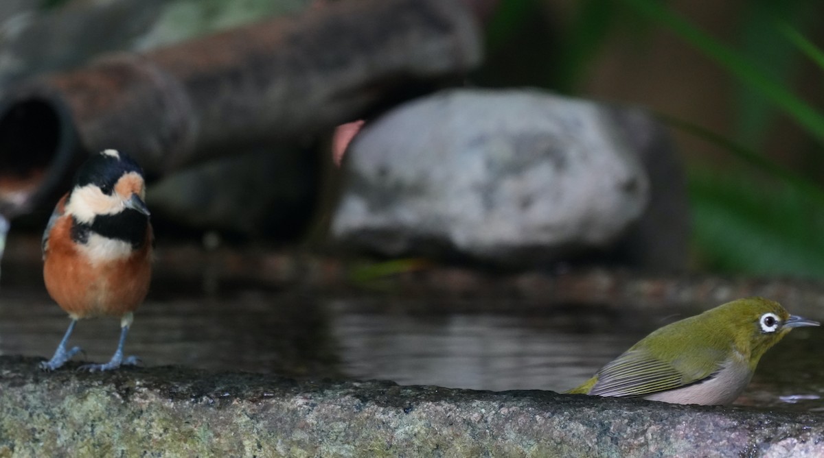 Varied Tit - ML624067365