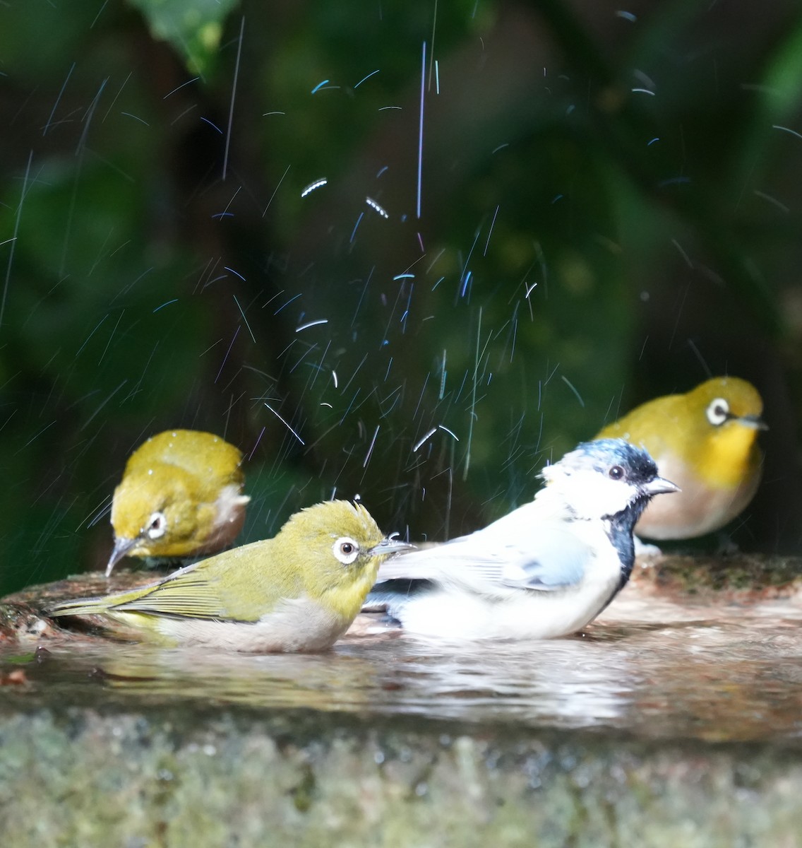 Mésange de Chine - ML624067370