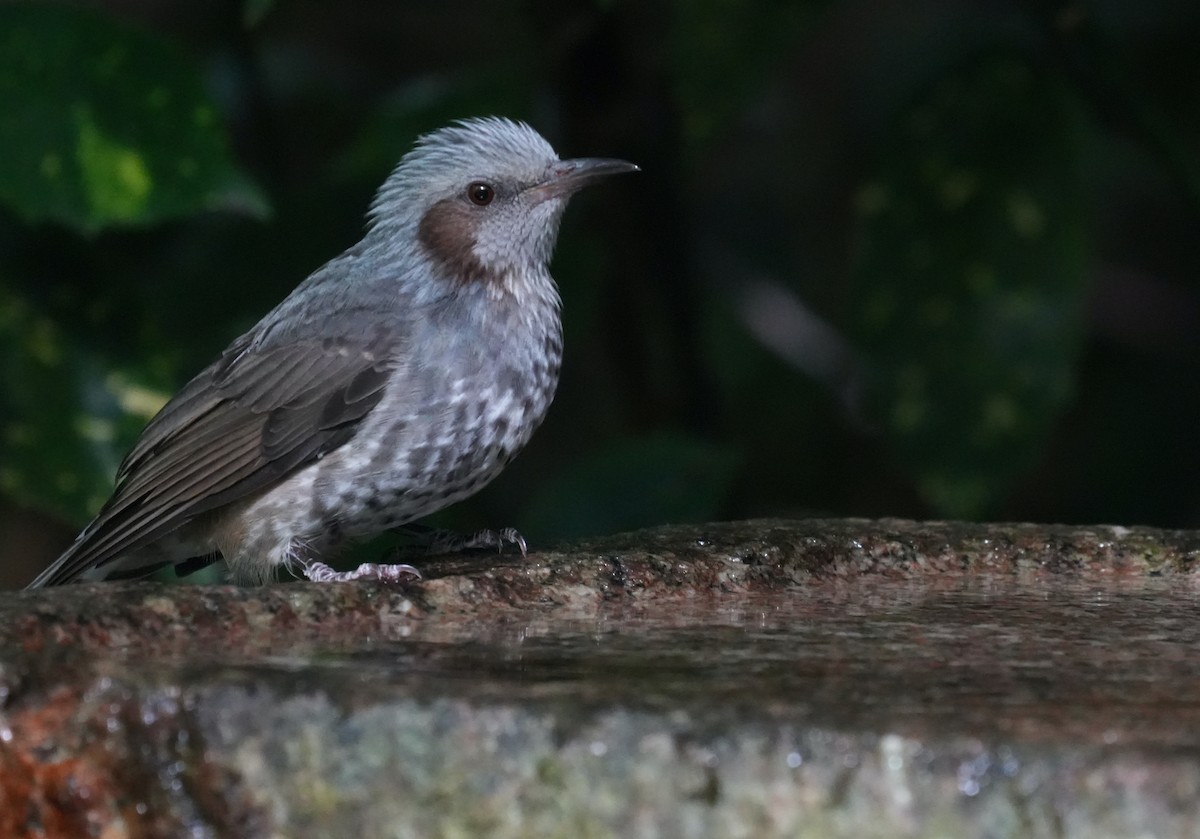 Brown-eared Bulbul - ML624067375