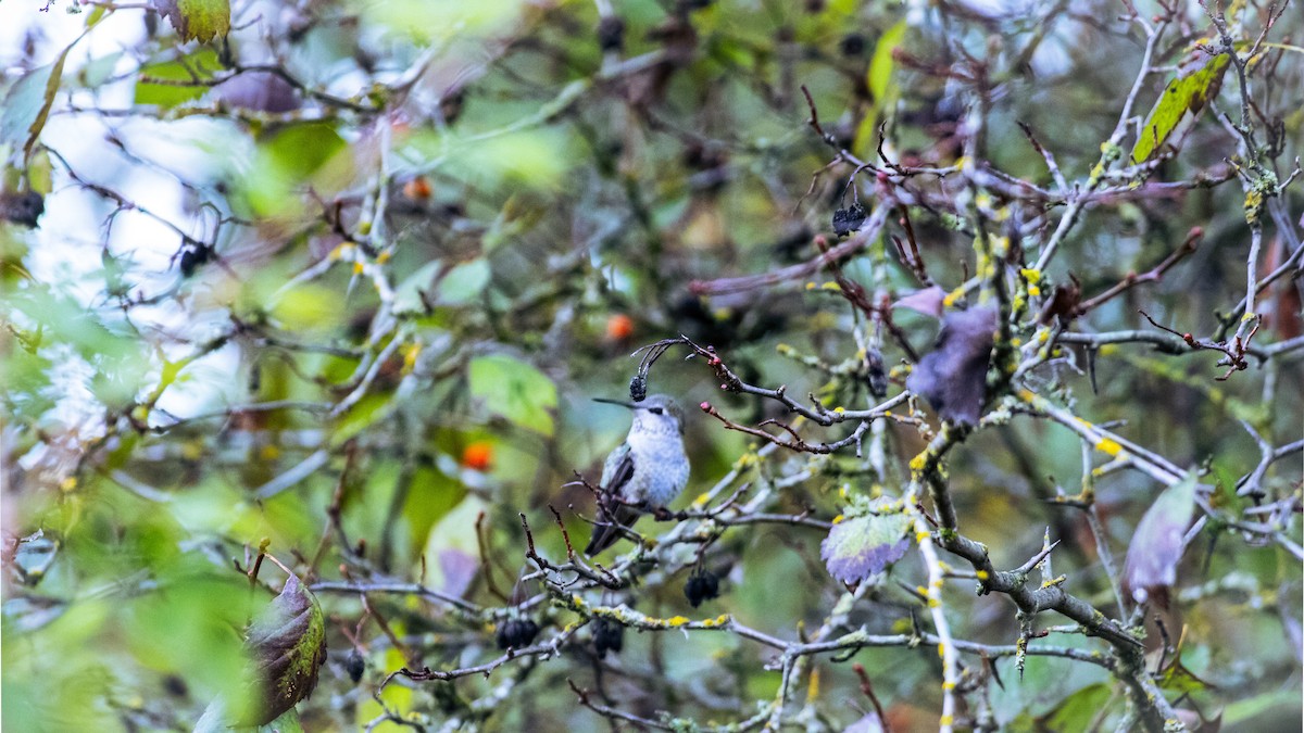 Anna's Hummingbird - ML624067389