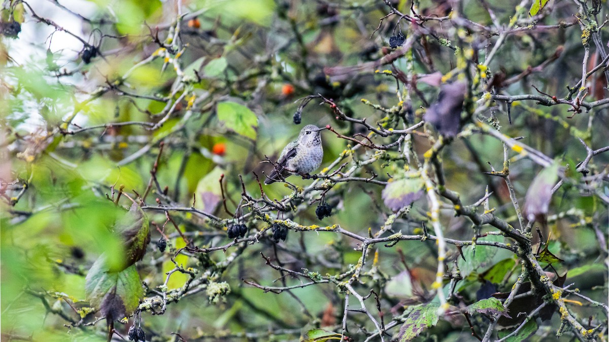 Anna's Hummingbird - ML624067390