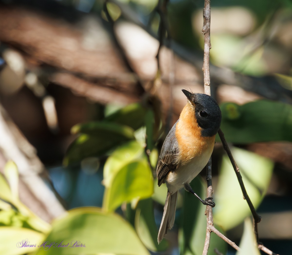 Leaden Flycatcher - ML624067392