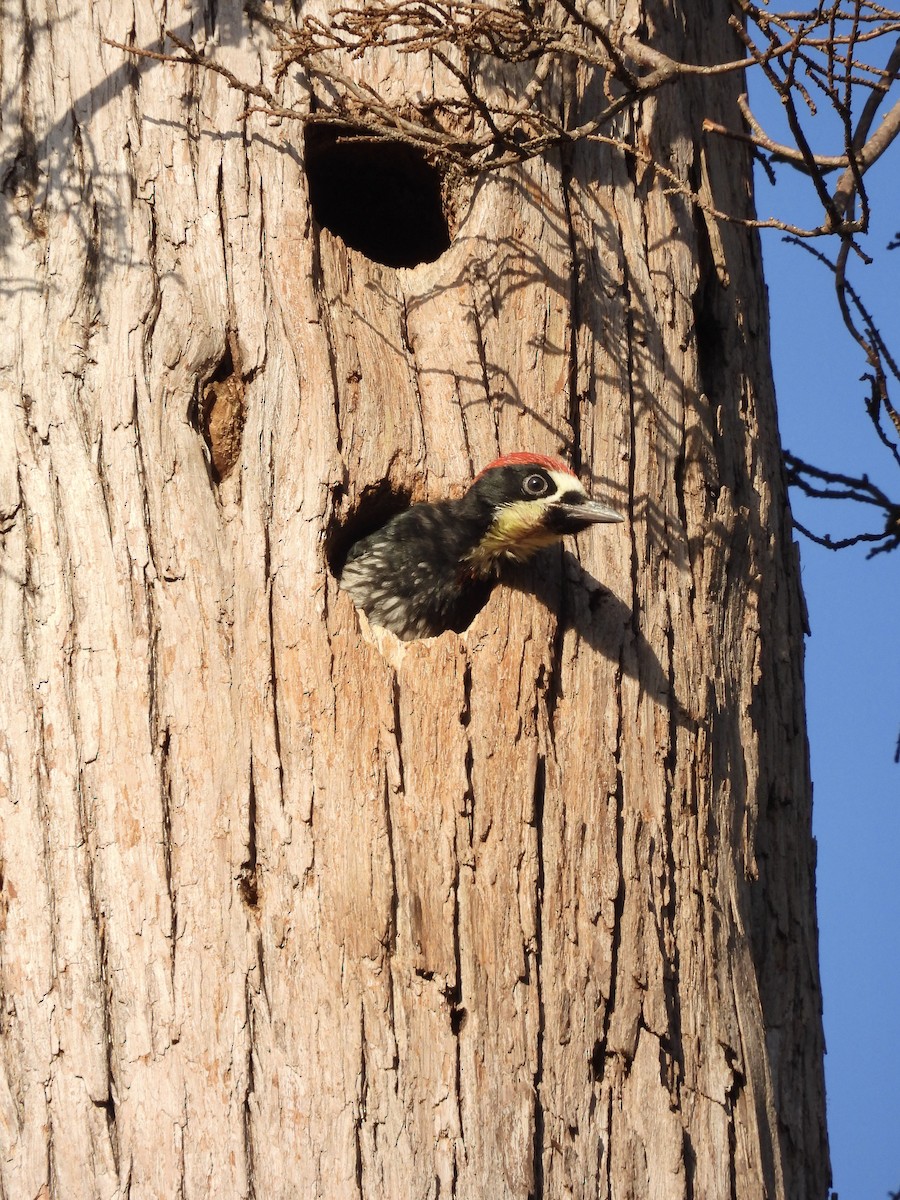 Acorn Woodpecker - ML624067394