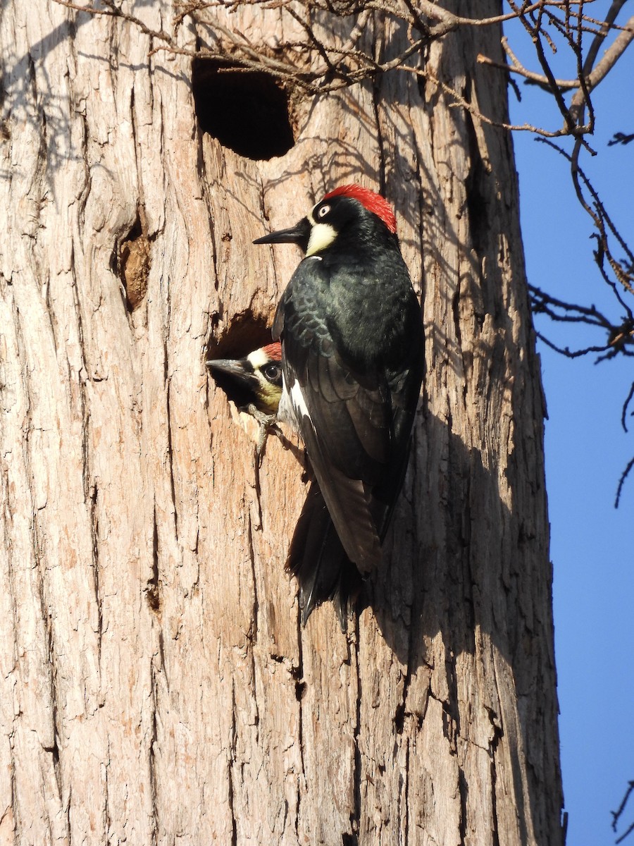 Acorn Woodpecker - ML624067395