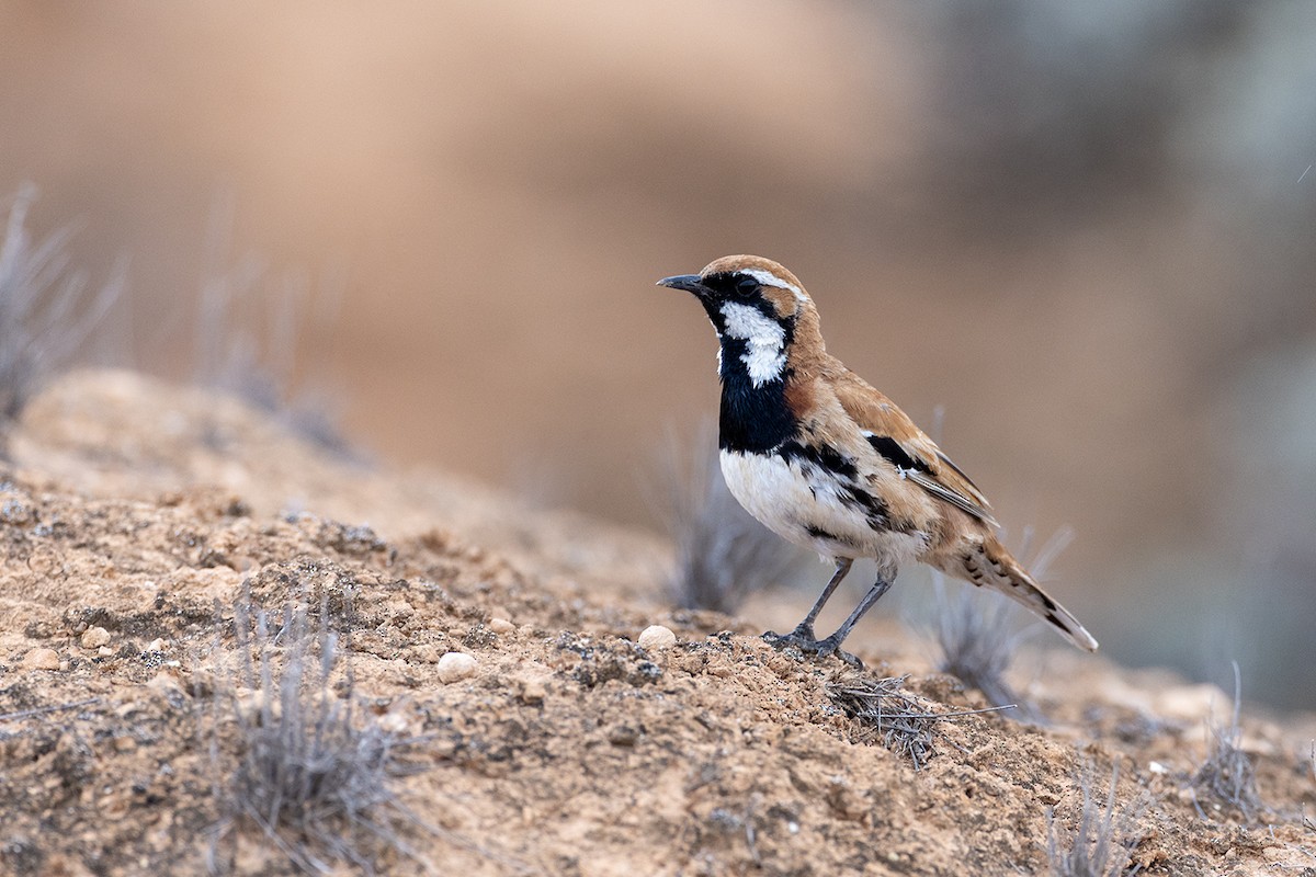 Nullarbor Quail-thrush - ML624067414