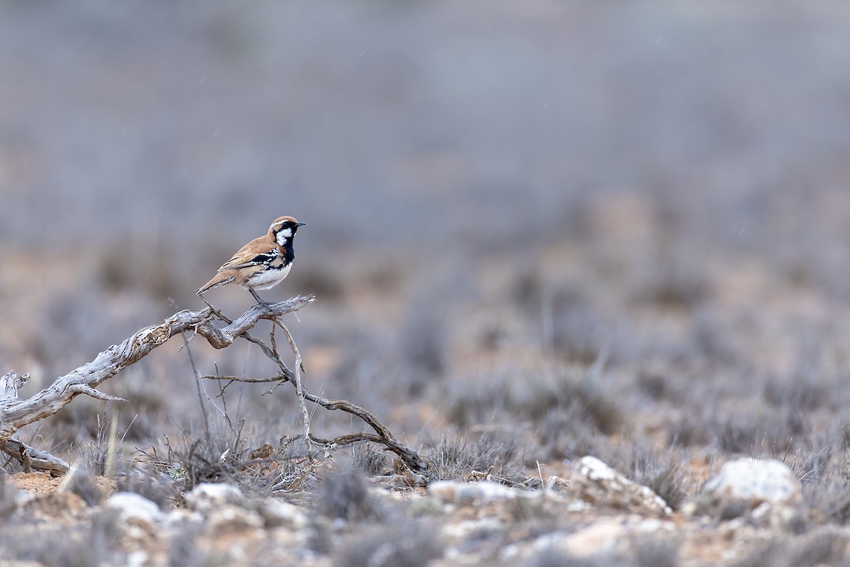 Nullarbor Quail-thrush - ML624067417