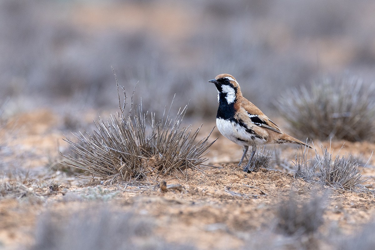 Nullarbor Quail-thrush - Laurie Ross | Tracks Birding & Photography Tours