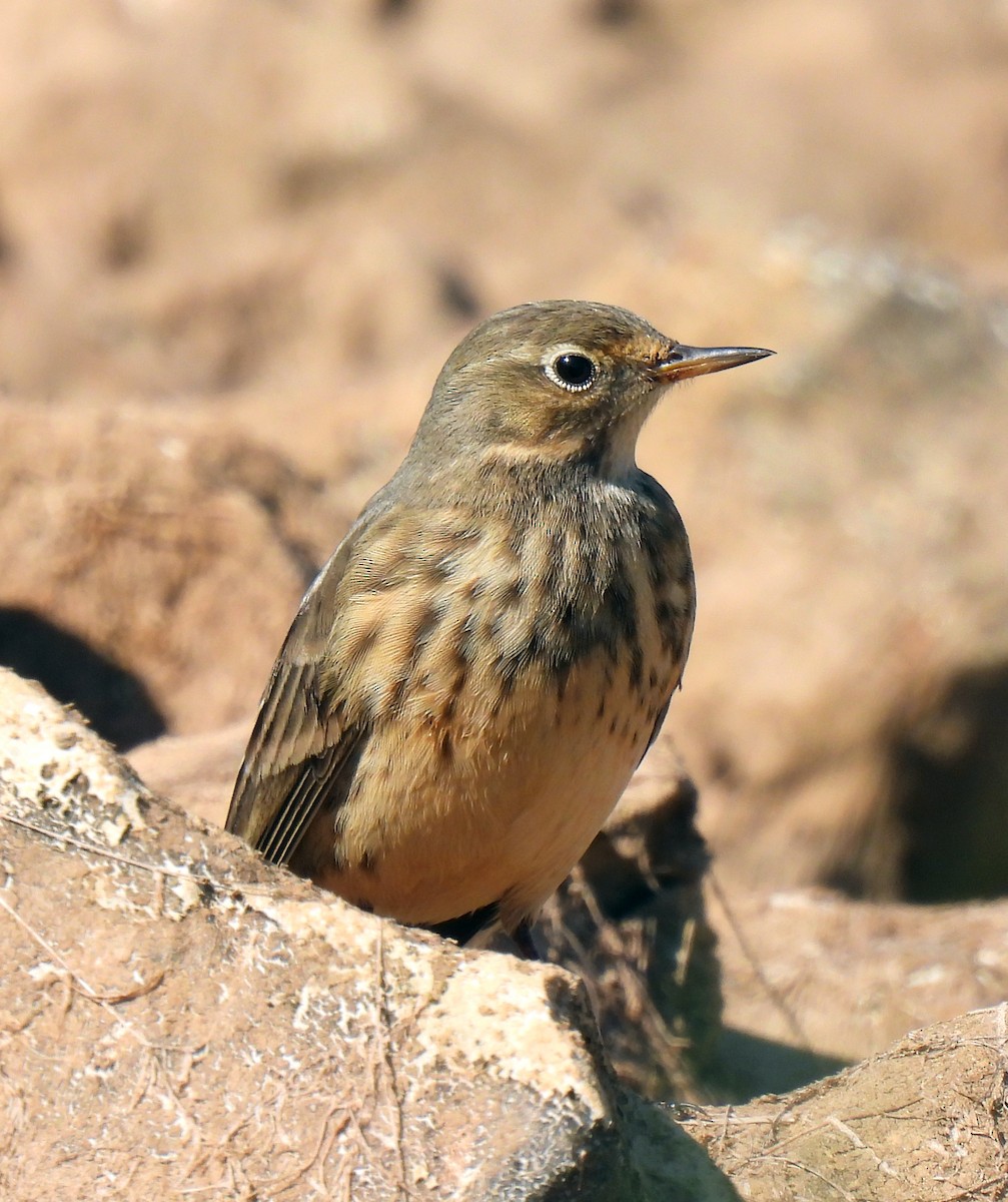 American Pipit - Fred Fahmy