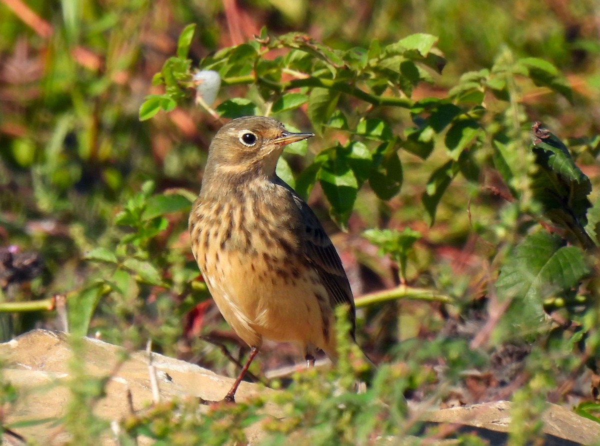 American Pipit - ML624067422