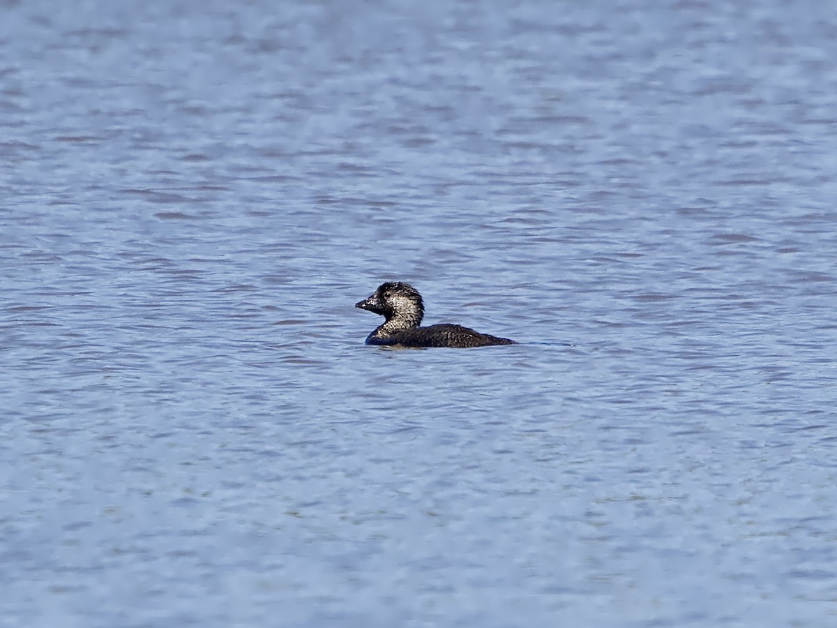 Musk Duck - ML624067423