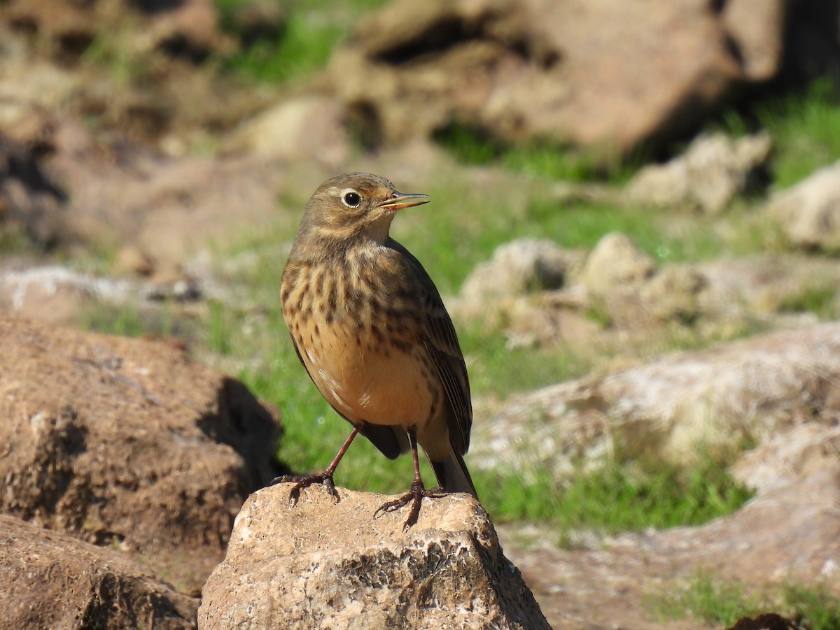 American Pipit - ML624067424